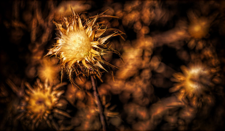 Thistles Evensong for Shadows Wheeler