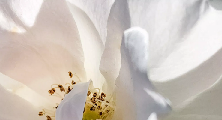 White Rose by Kelle Sauer