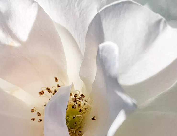 White Rose by Kelle Sauer