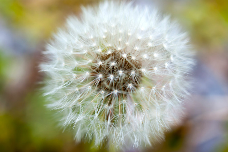 Dandelion in Seed