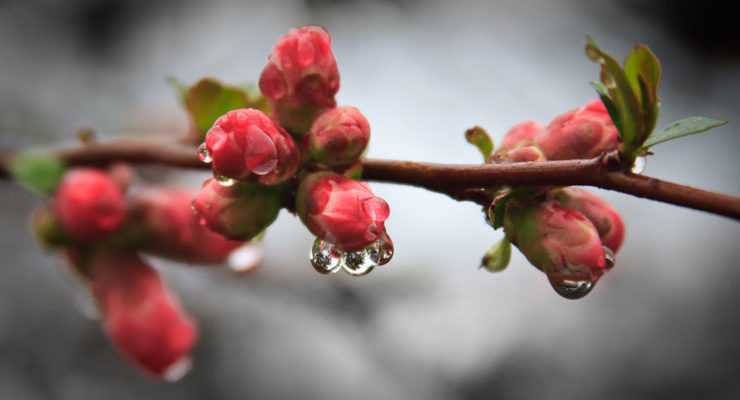 Apple Buds Ollie Bowen