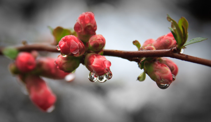 Apple Buds Ollie Bowen