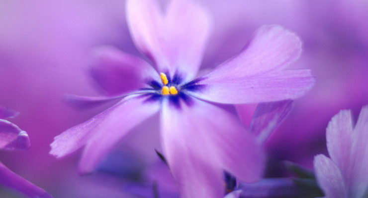 Brilliant Purple Flower Haunts