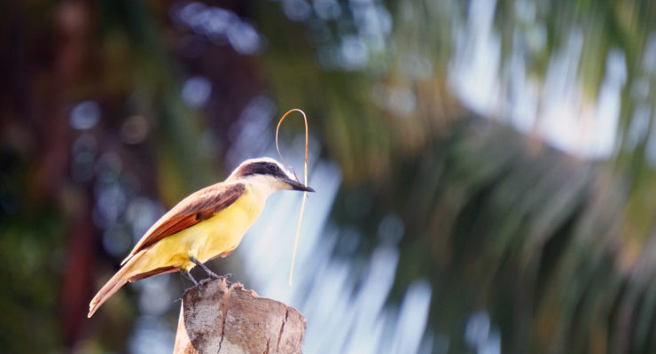 Dip Into Poetry bird on trunk
