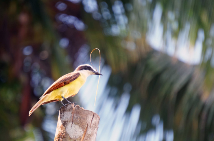 Dip Into Poetry bird on trunk