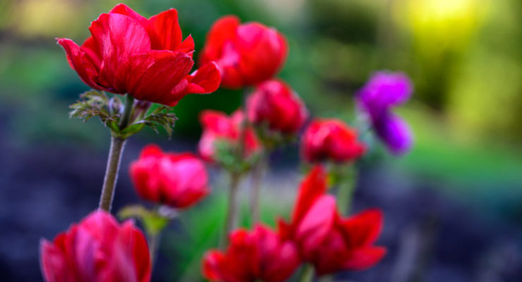 Romeo and Juliet red flowers