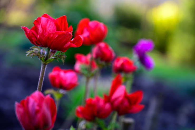 Romeo and Juliet red flowers