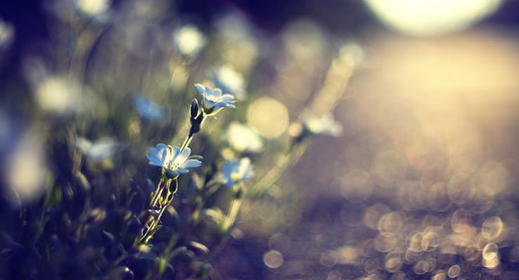flower memories