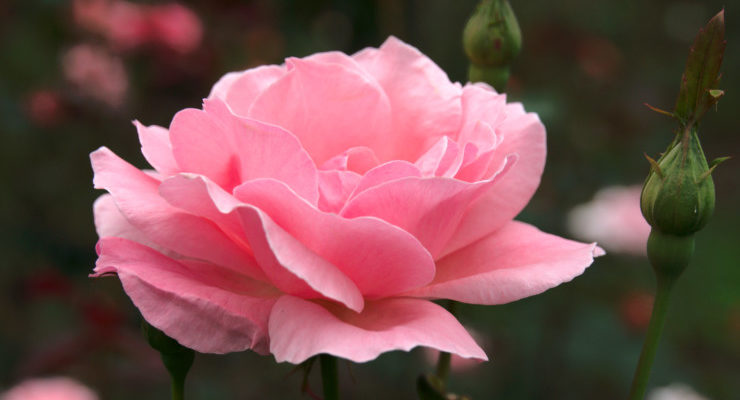 pink rose making