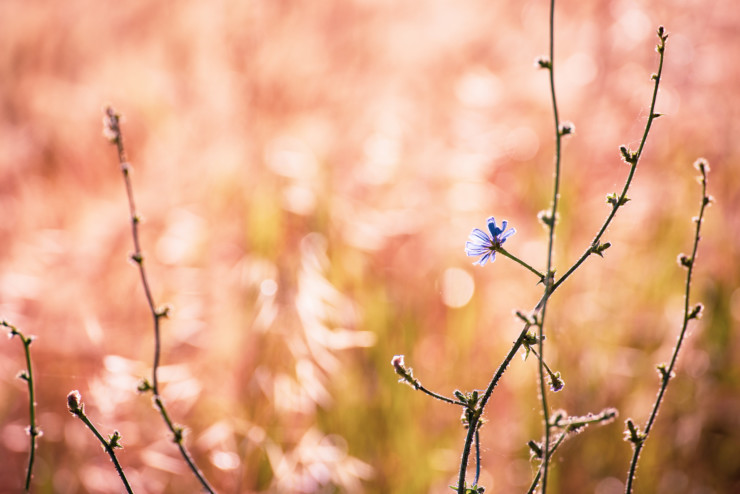 writing life single flower