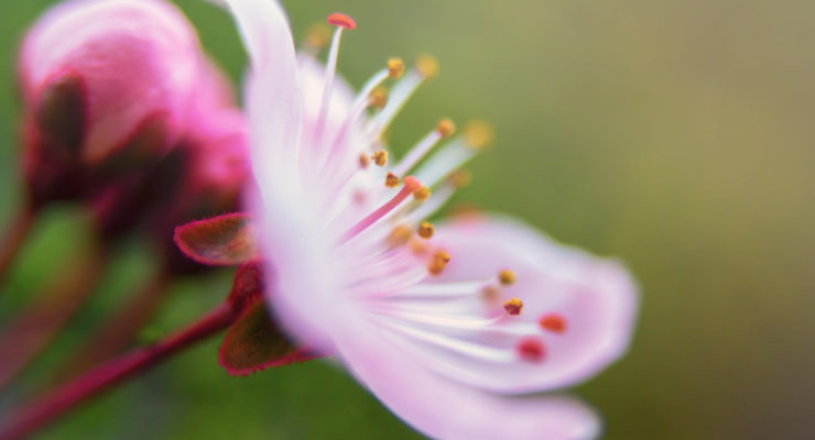 Tweetspeak Poet Laura Pink Flower