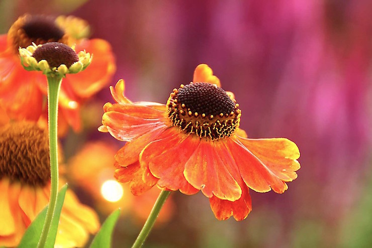 Echinacea with crown orange flowers