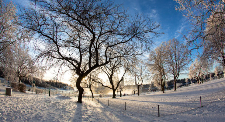 Frozen trees in snow