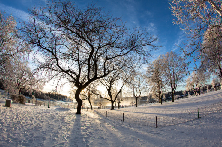 Frozen trees in snow