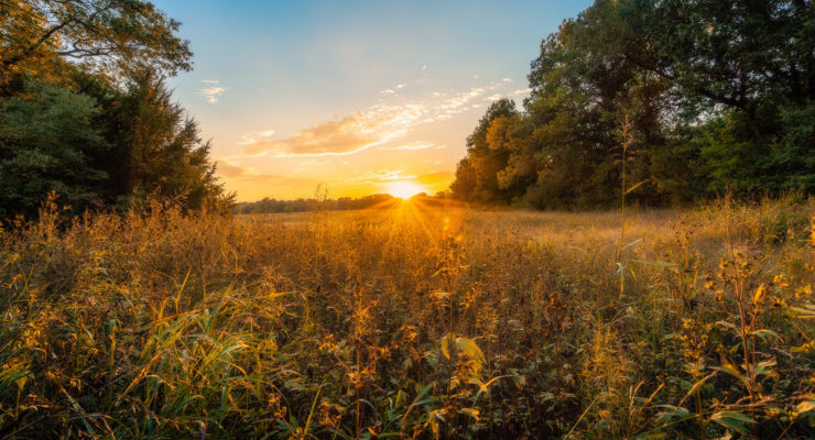 Sunrise in field