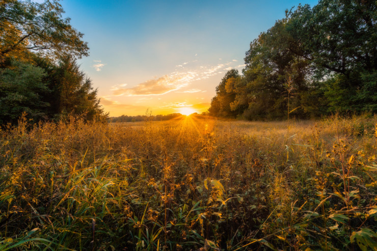 Sunrise in field