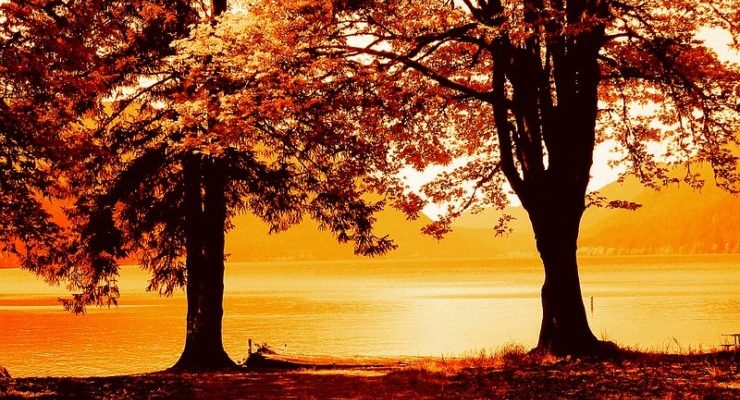 Under the Black Oaks