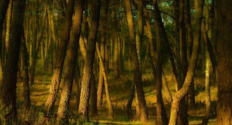 Poems to listen by under the canopy