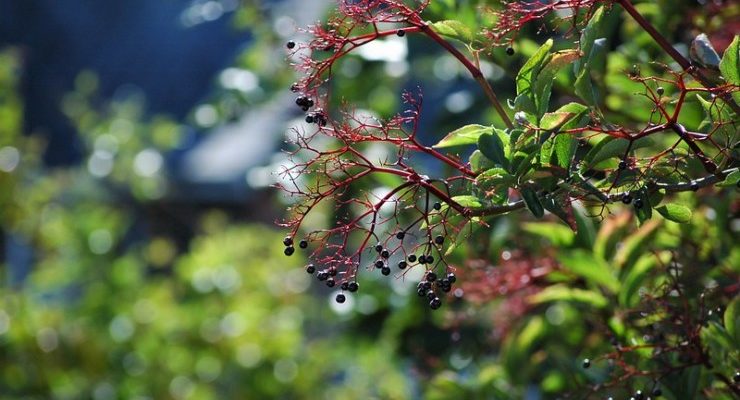 Jungle Effect elderberry