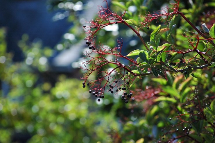 Jungle Effect elderberry