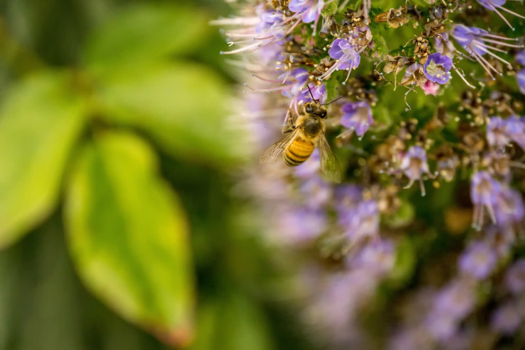 bee pollen purple flower