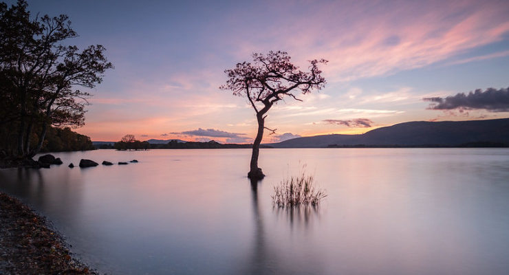 Tree in lake Lababidi aphorisms