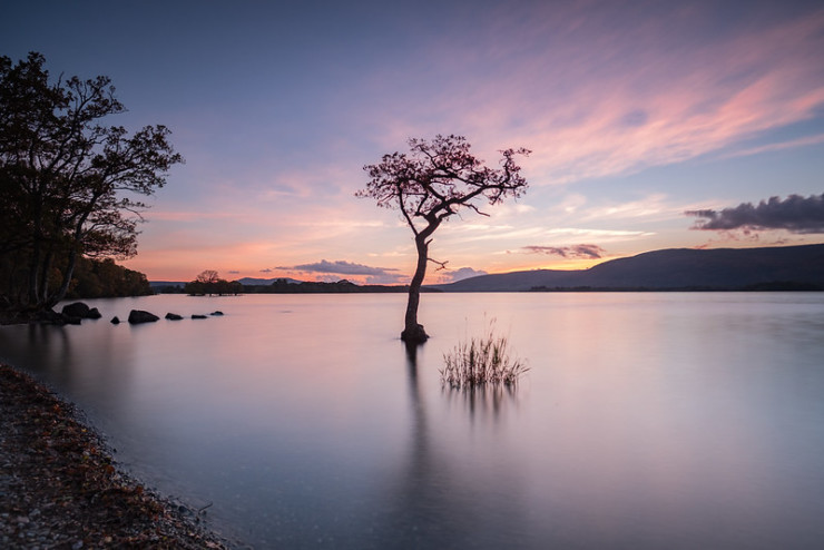 Tree in lake Lababidi aphorisms