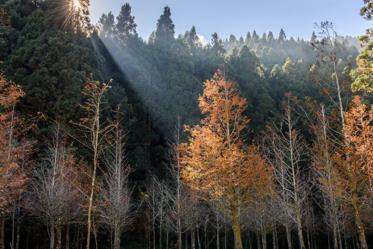 Under the Canopy podcast sunglight on redwood