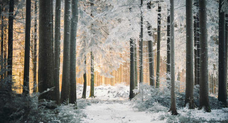 Under the Canopy snowy trees