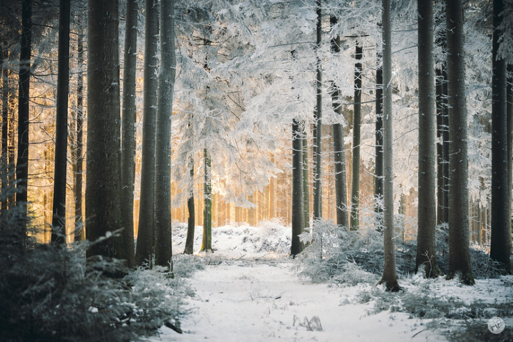 Under the Canopy snowy trees