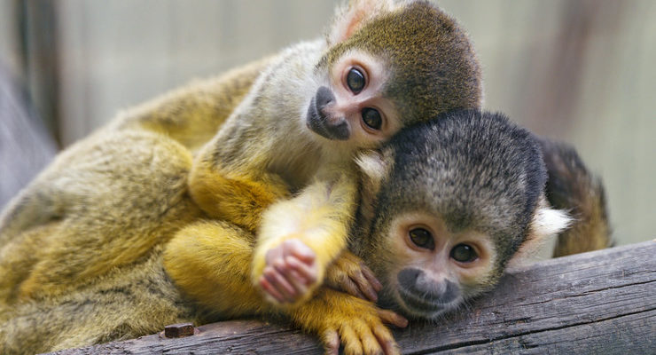 two monkeys relaxing