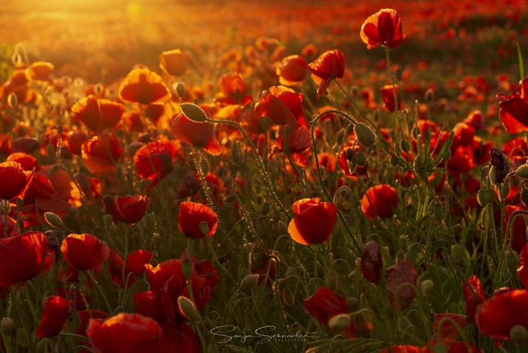 Poetic Poppies Poetry Club