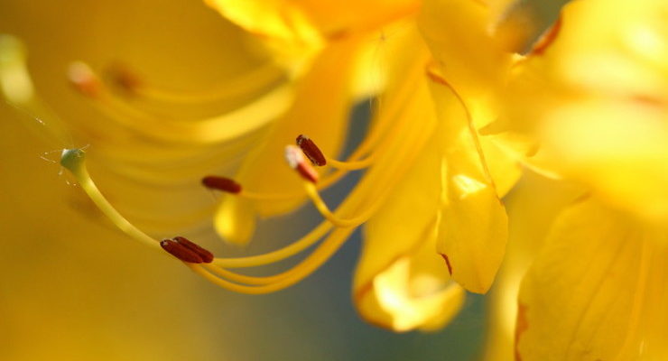 The Yellow Wallpaper Flower