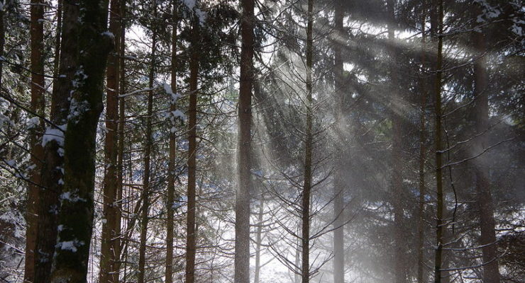 pine in sunlight