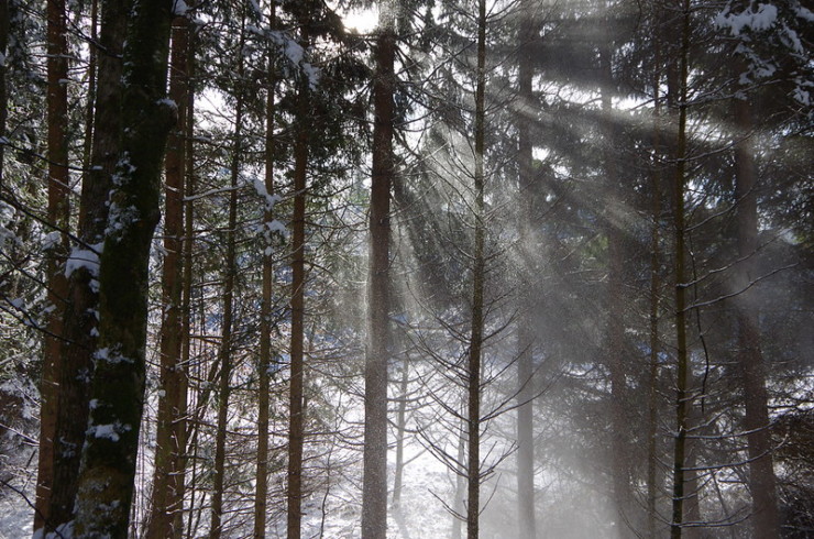 pine in sunlight