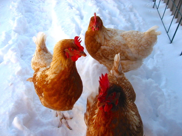 Chickens in the Snow