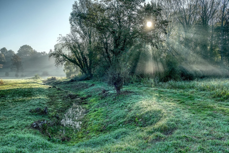 Foggy sun through trees