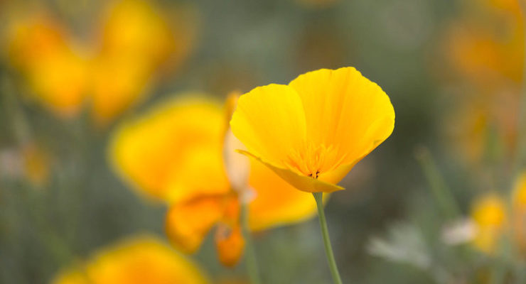 Golden Flowers