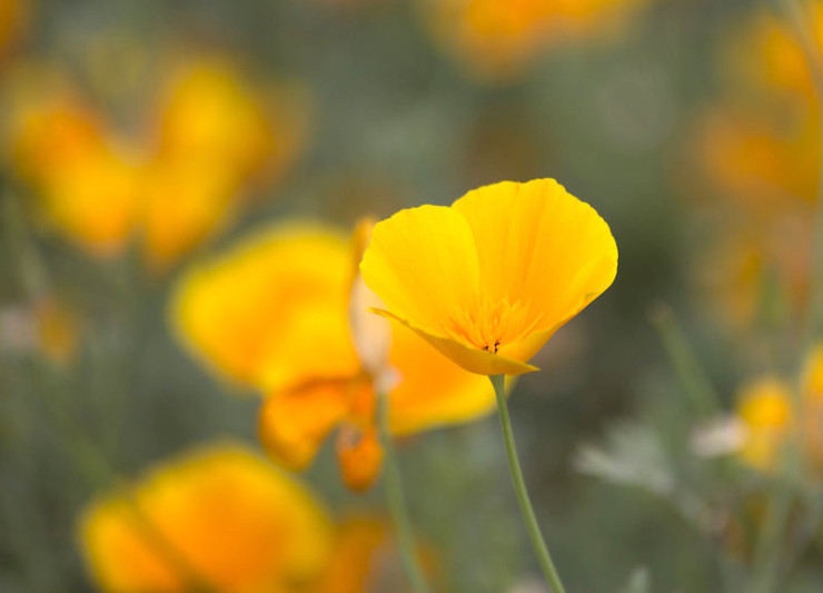 Golden Flowers