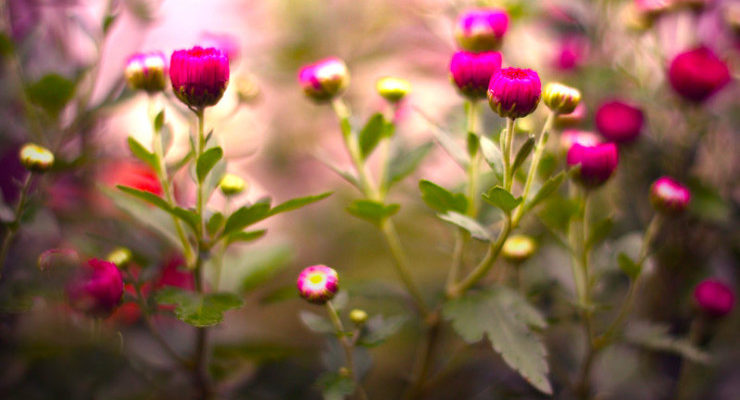 Pink Flowers Spring Up
