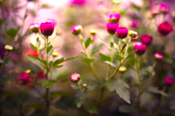 Pink Flowers Spring Up