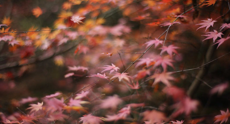 Poems to Listen By red maple leaves