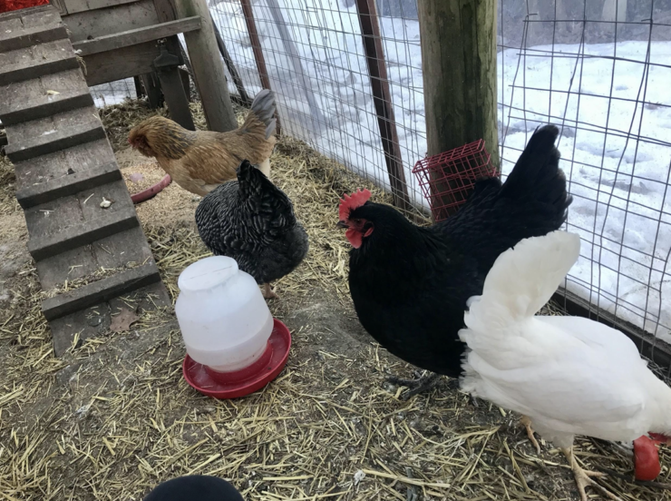 Poet Laura Reads Poetry to Chickens