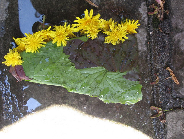 Sara's rock wrapped in leaves