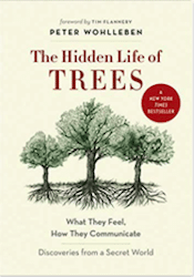 The Hidden Life of Trees