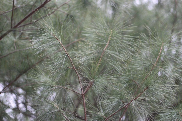 White Pine