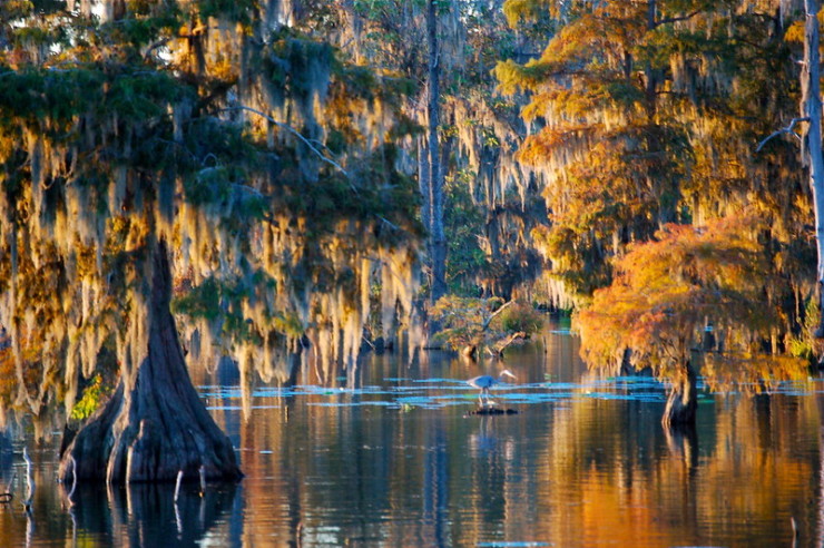 trees in swamp