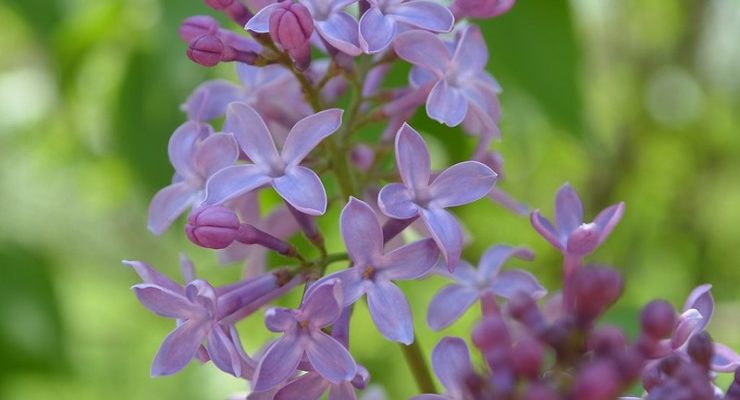 Lilacs Pandemic Journal