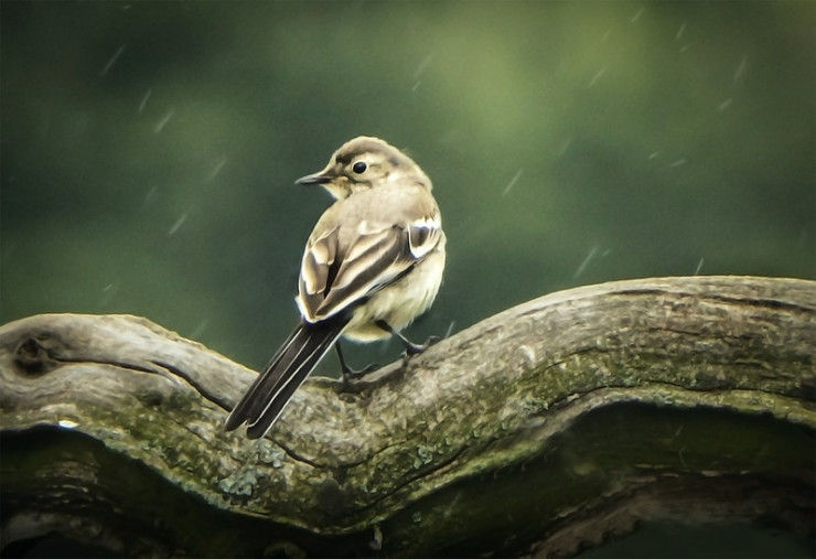 Wagtail in rain - wild words book club