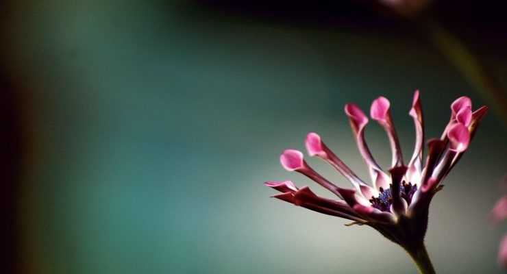 Wild Words book club pink finger flower